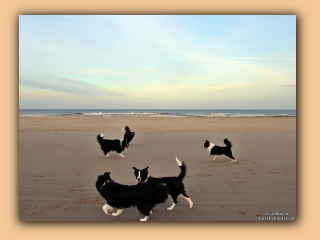 Die Hunde morgens am Saltum Strand (7).jpg